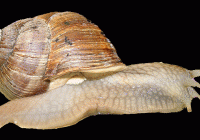 schnecke_koerper schnecke_koerper