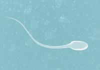 sperm sperm
