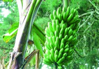banane banane
