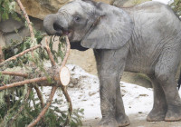 babyexpressschoenbrunn-elephantenbarbara-mucha-media