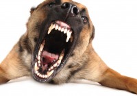 hund-1-cynoclub-fotoliacom-kopie hund-1-cynoclub-fotoliacom-kopie